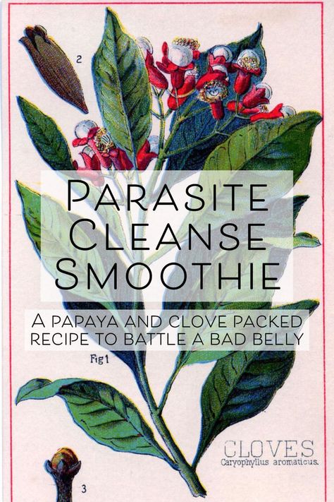 Anti Parasitic Recipes, Parasite Cleanse Smoothie, Papaya Parasite Cleanse, Papaya Seeds For Parasites, Parasite Cleanse Diet, Papaya Benefits, Bedtime Drink, Belly Ache, Cleansing Drinks