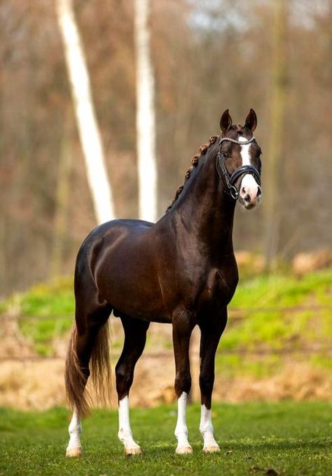 Liver Chestnut Horse, Prettiest Horses, Kwpn Horse, Horse Lifestyle, Horse Colours, Chestnut Horses, Liver Chestnut, Dutch Warmblood, Horse Coat Colors