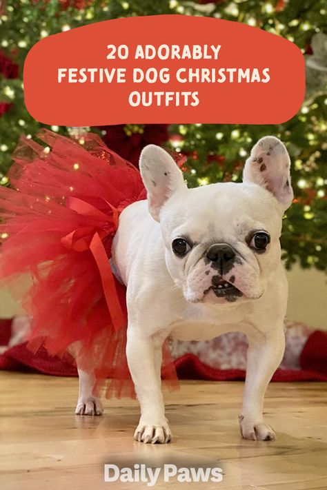 Let your dog join in on the holiday spirit with these Christmas outfits, dresses, costumes, and pajamas. #petessentials #petgear #pettoys #treats #dogtoys #cattoys #cattreats #dogtreats #petexperience Dog Christmas Outfits, Christmas Dog Dress, Christmas Dog Outfits, Xmas Costumes, Christmas Tree Dog, Dog Outfits, Dog Tutu, Pet Gear, Outfits Dresses