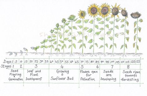 Sunflower Growth Timeline and Life Cycle - 8 Stages (With Pictures) Growing Sunflowers From Seed, Sunflower Seedlings, Sunflower Life Cycle, Growing Sunflowers, Giant Sunflower, Planting Sunflowers, Summer Sunflower, Sunflower Garden, Fast Growing Plants