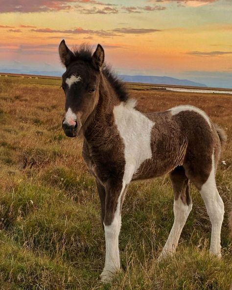 My little Princess👑 * #horse #pferd #häst #hest #pony #icelandicpony #islandpferd #islandshäst #islandshest #icelandichorse #island… | Instagram Island Horse, Icelandic Horse, Little Princess, Iceland, Equestrian, Horses, Instagram