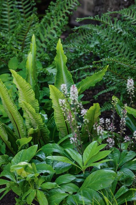 Shade Garden Design, Ferns Garden, Woodland Plants, London Garden, Forest Garden, Woodland Garden, Plant Combinations, Garden Borders, Small Garden Design