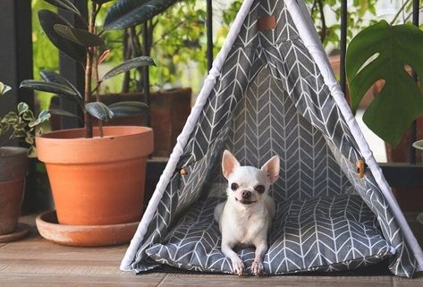 Even though there are officially only two varieties of different Chihuahua breeds according to the AKC, we've found five different... Diy Dog Tent Bed, Dog Teepee Diy, Dog Tent Diy, Diy Dog Tent, Indoor Dog House Diy, Dog Tent Bed, Igloo Dog House, Types Of Chihuahua, Diy Dog Sweater