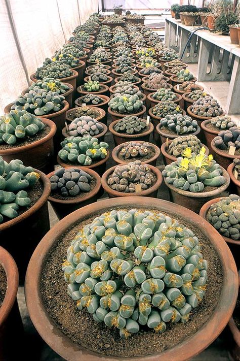 Lithops Garden, Big Greenhouse, Lithops Succulents, Living Stones, Stone Plant, Growing Succulents, Succulent Gardening, Succulent Care, Unusual Plants