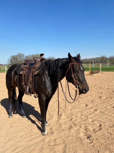 Black Horse Western, Caffeinated Cowgirl, Western Riding Tack, Twd Aesthetic, Horses Western, Ranch Horses, Horse Standing, Horse Riding Aesthetic, Buckskin Horse