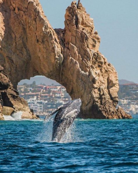 Salto de Ballena cerca del Arco de... - Sudcalifornios.Com Travel, Cabo San Lucas, California, Baja California Sur, San Lucas, Baja California, Mexico Travel