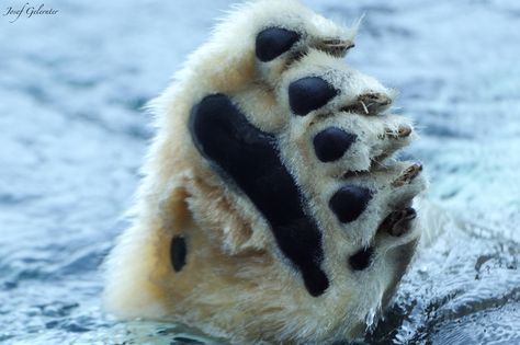 Polar Bear Paw by Josef Gelernter on 500px Polar Bear Paw, Polar Bear Images, Polar Bear Art, Bear Paw, Arctic Animals, Picture Illustration, Bear Paws, Love Bear, Bear Hug