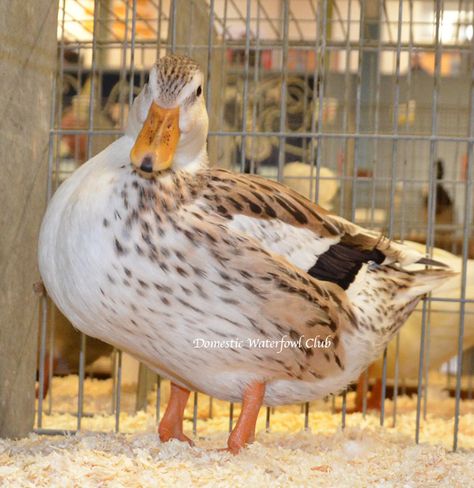 Silver Appleyard Ducks| from the Domestic | Waterfowl | Club Appleyard Ducks, Duck Duck, Ducks, Birds, Pure Products, Collage, Silver, Pins