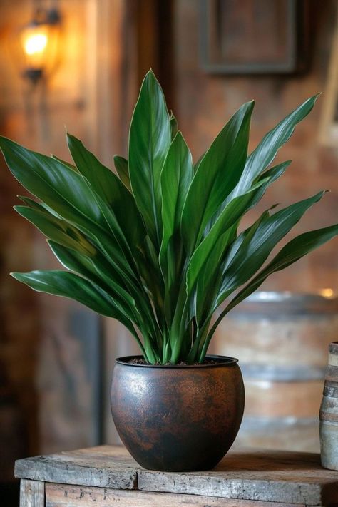 Cast Iron Plant (Aspidistra elatior) is a hardy and elegant choice for any home! 🌿🏡 Renowned for its deep green leaves and incredible resilience, this plant is a delightful blend of beauty and toughness. Quick to thrive even in low light and bursting with air-purifying benefits, Cast Iron Plant is perfect for adding a touch of greenery to any indoor space. 🌱✨ #CastIronPlant #AspidistraElatior #IndoorPlants #LowMaintenance #AirPurifying #GreenHome #PlantLover Flowering Plants, Cast Iron Plant Indoor, Aspidistra Elatior, Yoga Corner, Plant Vegetables, Cast Iron Plant, Rainy Day Aesthetic, Tropical Flower Plants, Green Ideas