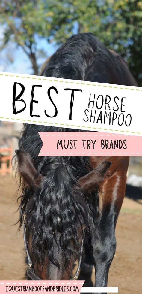 Grooming Horse, Blue Roan Horse, Horse Grooming Supplies, Horse Grooming Kit, Equine Care, Healthy Horses, Horse Washing, Horse Shampoo, Horse Care Tips