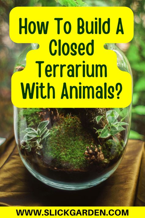 How To Build A Closed Terrarium With Animals? | Slick Garden. There are two types of terrarium: open terrarium and closed terrarium. Open terrariums are designed to provide air to plants and animals. In a closed terrarium, the water cycle is an important factor. Now we will tell you about the closed terrarium in detail. Terrarium Science Project, Nature, Easy Closed Terrarium Diy, Ecosystem Jar Terrarium Diy, Closed Ecosystem In A Bottle, Build A Terrarium Diy, Closed Terrarium Animals, Garden In A Jar Terrarium, Terrarium Ideas With Animals