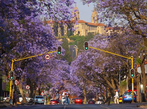 Buenos Aires, Pretoria, Nairobi, Africa Travel, Argentina, Jacaranda Tree, Africa Do Sul, South Africa Travel, Historical Landmarks