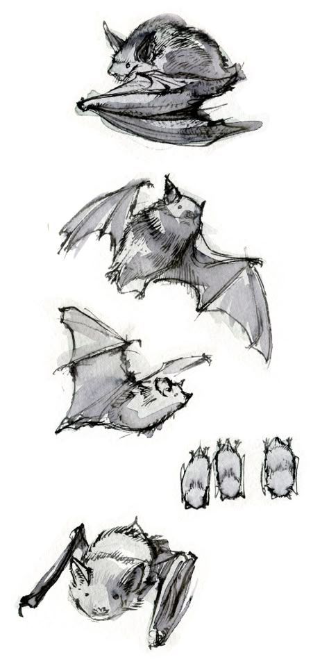 Bat Sketches, Bat Sketch, Sketch Pages, Draw Birds, Ink Doodles, Bat Art, Bat Tattoo, Brush Drawing, Drawing Exercises