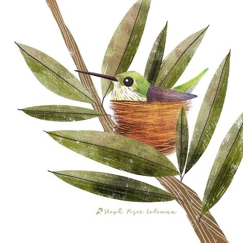 Stephanie Fizer Coleman on Instagram: “Tomorrow is newsletter day and I’ll be sharing 5 inspiring things that I’ve read lately.  Tap the link in my profile to sign up for the…” Nest Illustration, Drawings To Trace, Bird Artists, Bird Paintings, Ruby Throated Hummingbird, Photoshop Artwork, Animal Doodles, Bird Book, Inspiring Things