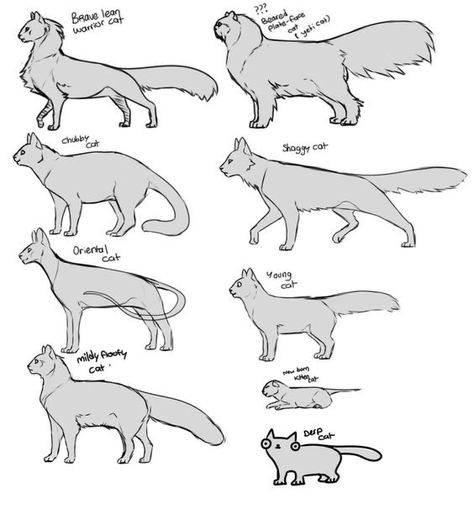 Warrior Cats Character Design, How To Draw A Warrior Cat, How To Draw Warrior Cats, Warrior Cats Drawing Base, Warrior Cats Base, Cat Drawing Tutorial, Cats Art Drawing, Cat Anatomy, Cat References