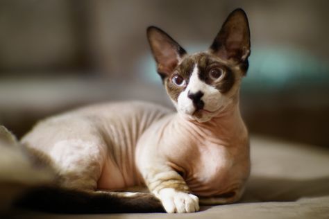 It’s a well-known fact that there are plenty of people who shy away from the likes of a hairless cat. But in all honesty, those … Short Legged Cats, Sphynx Kittens For Sale, Bambino Cat, Elf Cat, Hypoallergenic Cats, Teacup Cats, Cat Ages, Cat Species, Cat Allergies