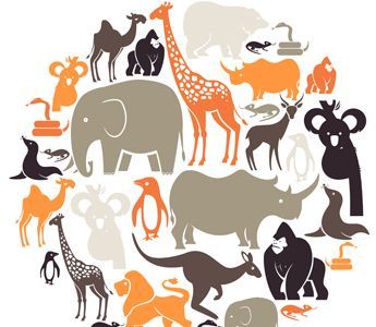 Most children are fascinated by animals and often have an animal that is a particular favorite. This lesson explores the classification system used to identify animals. Classifying Animals, Animal Classification, Kingdom Animalia, Zoology, Icon Set Vector, Gifted Kids, Zoo Animals, An Animal, Free Vector Art