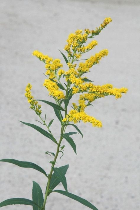 Solidago Flower, Goldenrod Flower, Sun Moon Earth, Bee Friendly Plants, State Flowers, Filler Flowers, Valley Flowers, Golden Rod, Flower Meanings