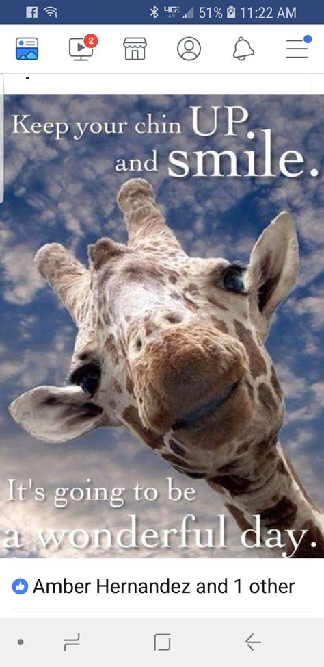 Happy Birthday Animals Funny, Joke Of The Day Funny, Chin Up Quotes, Giraffe Quotes, Happy Birthday Animals, Cute Animals With Funny Captions, Giraffe Pictures, Pearls Of Wisdom, Good Morning Funny Pictures