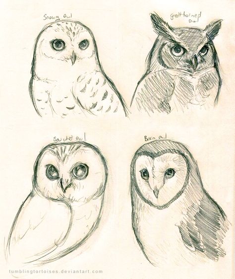 Owls Drawing Cute, Owl Art Reference, An Owl Drawing, How To Draw A Great Horned Owl, Snowy Owl Sketch, Animal Art Sketchbook, Great Horned Owl Sketch, Owl Drawings Sketches, Great Horned Owl Tattoo Drawing