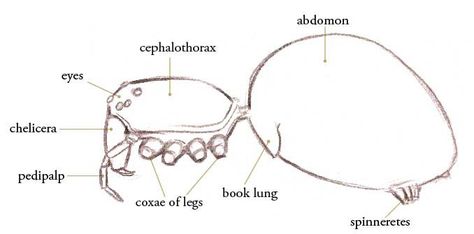 spider body parts Spider Anatomy, Insect Body Parts, How To Draw Insects, Draw Insects, John Muir Laws, Insect Anatomy, Spider Drawing, Drawing Legs, Spider Art