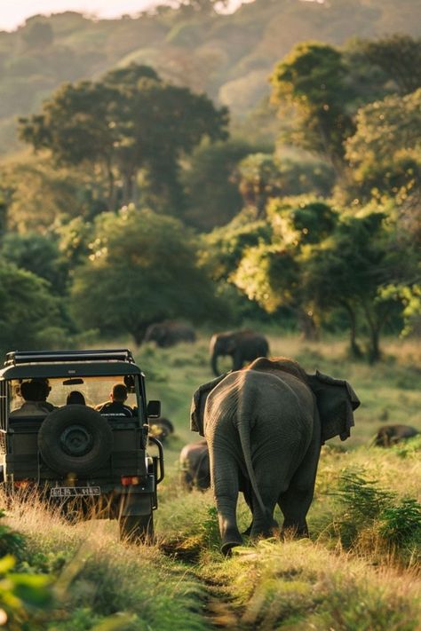 Embark on a Wildlife Safari in Sri Lanka 🐘✨ Discover the diverse wildlife of Sri Lanka on a safari adventure. Spot elephants, leopards, and a variety of bird species in lush national parks. 🌿🇱🇰 #SriLankaSafari #WildlifeAdventure #AdventureTravel #NatureLovers South Africa Wildlife, South Africa Safari, Gorilla Trekking, Africa Wildlife, Safari Adventure, Wildlife Safari, Africa Safari, African Safari, Leopards