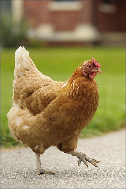 Chicken Photography Animal, Chicken The Animal, Photos Of Chickens, Chicken Art Reference, Chicken Reference Photo, Cute Chicken Pictures, Chicken Animal Cute, Chicken Reference, Chickens Photography