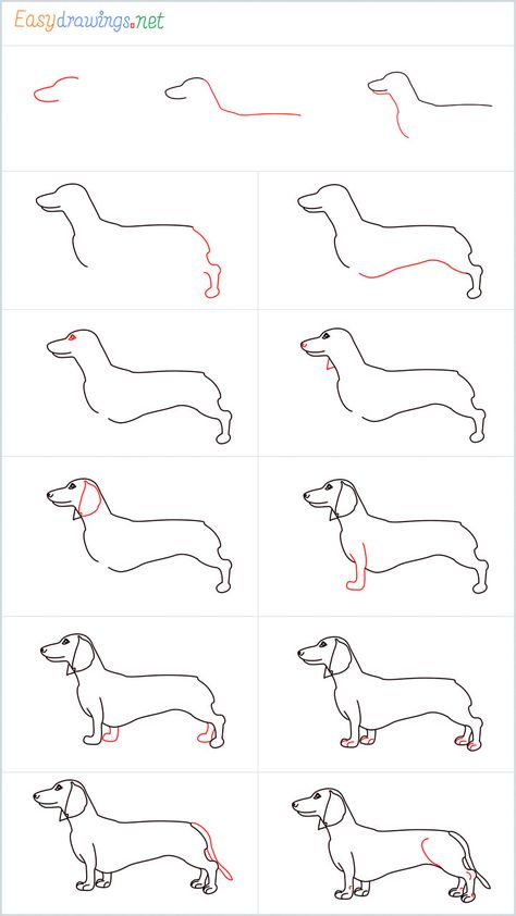 How To Draw A Dachshund Step by Step - [13 Easy Phase] Drawing A Dachshund, How To Draw A Weenie Dog, How To Draw A Dachshund Step By Step, How To Draw Dachshund, Dachshund Reference, How To Draw A Dachshund, Dachshund Drawing Easy, How To Draw A Cute Dog, How To Draw A Dog Step By Step