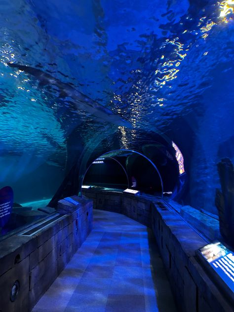 Sea Life Aquarium Tunnel ⭐️ Sea Life London Aquarium, Aquarian Aesthetic, Huge Aquarium, Aquarium Tunnel, Sea Life London, London Aquarium, London Video, Aquarium Aesthetic, Underwater Room