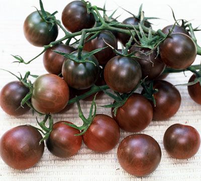 Apparently there are lots of types of black-colored tomatoes?  I didn't know.  These look delicious to me! Black Cherry Tomato, Tomato Growers, Cherry Tomato Plant, Growing Organic Tomatoes, Goth Garden, Organic Tomatoes, Tomato Garden, Cherry Tomato, Tomato Seeds