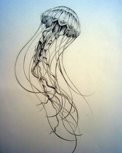 This may be one of my first jellyfish drawings from decades ago. This jellyfish has been such a stinger! Interestingly, I’ve had to send… Lions Mane Jellyfish Tattoo, Jellyfish Tattoo Sketch, Jellyfish Back Tattoo, Small Jellyfish Tattoo, Jellyfish Tattoo Design, Jellyfish Sketch, Jellyfish Jewelry, Jellyfish Illustration, Fish Sketch