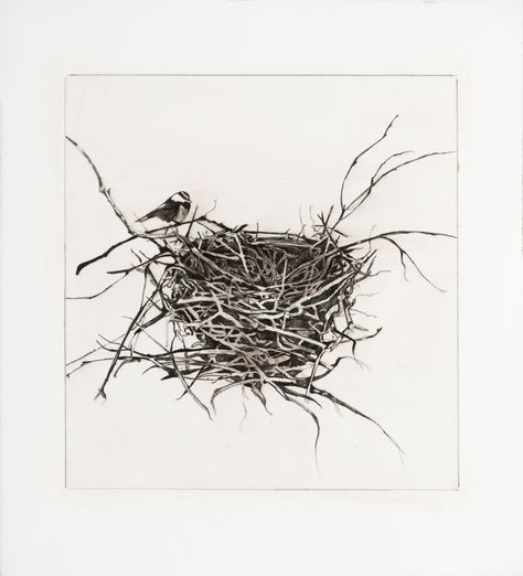 Bird nest with Chickadee - Pen and Ink drawing How To Draw A Birds Nest, Birds Nest Tattoo, Birds Nest Drawing, Bird Nest Illustration, Bird Nest Drawing, Bird Nest Art, Nest Tattoo, Nest Drawing, Nest Illustration