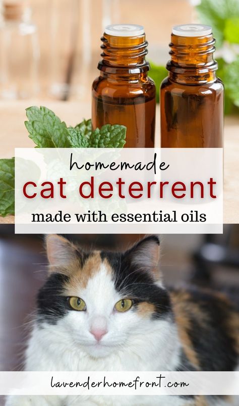 homemade cat deterrent with peppermint oil and a calico cat Diy Cat Calming Diffuser, Homemade Cat Repellent, Natural Cat Repellent Indoor, Essential Oil Cat Repellent, Cat Pee Deterrent Essential Oils, Natural Cat Repellent Yards, Diy Cat Deterrent Spray For Furniture, Essential Oils For Cat Urine, Cat Repellant For Furniture