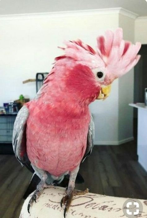 Galah Cockatoo, Birds Of Australia, Australian Wildlife, Cocker Spaniel Dog, Most Beautiful Birds, Australian Birds, Parrot Bird, Funny Birds, Pink Bird