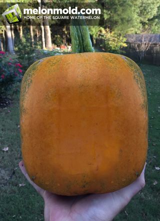 Square Watermelon, Square Pumpkin, How To Grow Watermelon, Pumpkin Varieties, Pumpkin Pictures, Growing Pumpkins, Pumpkin Farm, Green Pumpkin, Common Sense