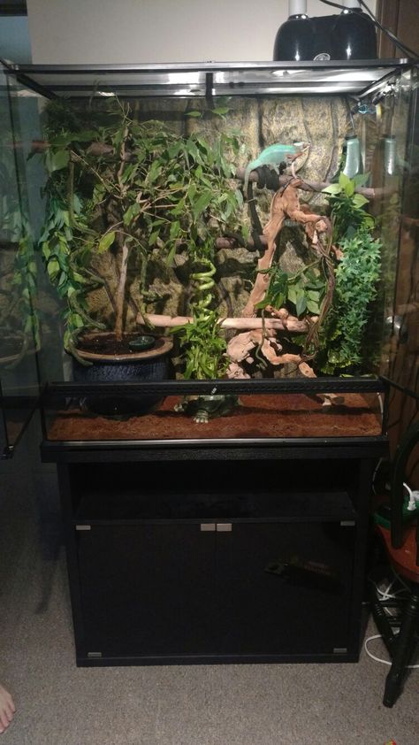 Chameleon Terrarium Ideas, Panther Chameleon Enclosure, Chameleon Cage Setup Ideas, Chameleon Terrarium, Tree Frog Terrarium, Chameleon Enclosure, Lizard Cage, Lizard Terrarium, Chameleon Cage