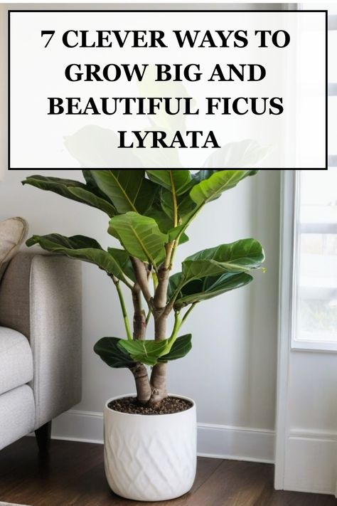 Learn top tips on how to successfully grow and care for Ficus lyrata, also known as the Fiddle Leaf Fig plant. Discover the ideal conditions such as lighting, watering schedule, and soil type to ensure your Ficus lyrata thrives in your home. Whether you're a beginner or experienced plant parent, these easy-to-follow guidelines will help you create a healthy environment for your Fiddle Leaf Fig to flourish. Ficus Lyrata Indoor, Fig Plant Care, Fiddle Leaf Plant, Fig Leaf Tree, Ficus Plant, Fiddle Leaf Fig Care, Fiddle Tree, Fiddle Leaf Fig Plant, Big Leaf Plants