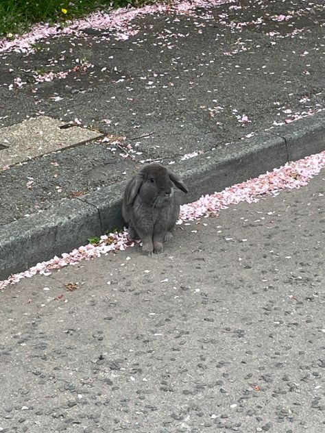 blossom. rabbit. grey rabbit. gray. blossom leaves. pink. cute. aesthetic. Pink Grey White Aesthetic, Grey And Pink Background Aesthetic, Grey Rabbit Aesthetic, Light Pink And Grey Aesthetic, Grey Bunny Aesthetic, Pink Gray Aesthetic, Gray Pink Aesthetic, Grey Pink Aesthetic, Pink And Gray Aesthetic