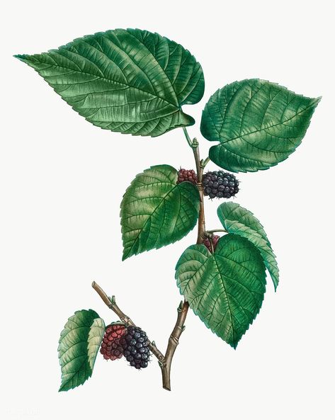 Mulberry Plant, Black Mulberry, Paper Mulberry, Fruit Clipart, Mulberry Leaf, Image Vintage, Plant Vector, Mulberry Tree, Leaf Drawing