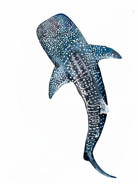 Whale Shark Tattoo, Hai Tattoo, Shark Watercolor, Weekend Outfit Ideas, Shark Painting, Whale Drawing, Beach Wall Collage, Shark Drawing, Whale Sharks