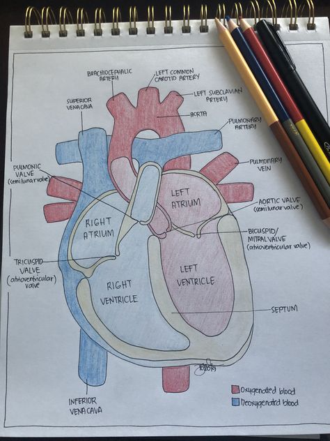 Biology Diagrams, Studera Motivation, Medical School Life, School Study Ideas, Nurse Study Notes, Nursing Student Tips, Biology Facts, Medical Student Study, Study Flashcards