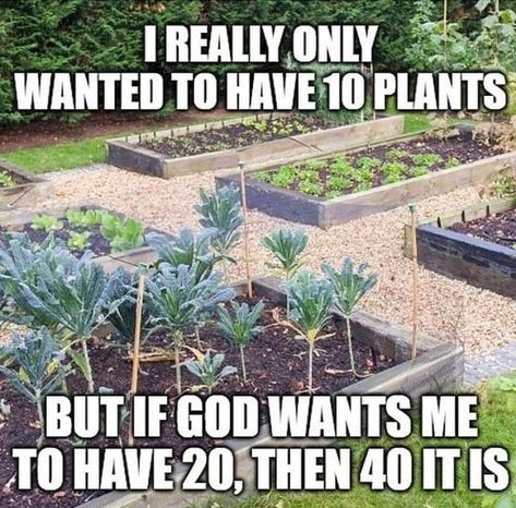 Plant Jokes, Gardening Memes, Garden Quotes, Creative Gardening, Plant Mom, Plant Lady, Tropical Garden, Growing Plants, Dream Garden