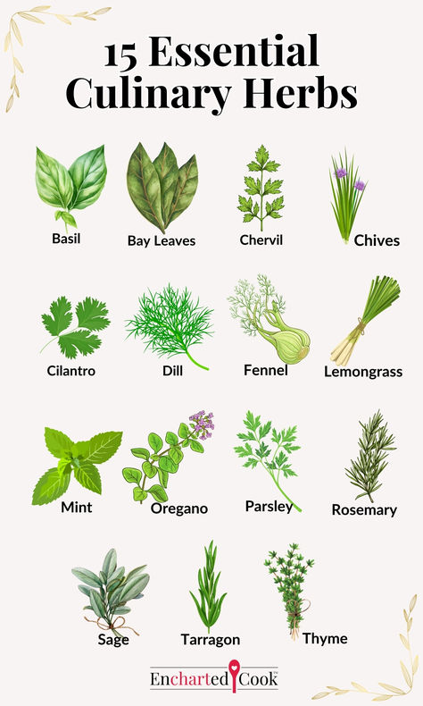 Color drawings of 15 culinary herbs with labels and text overlay. Basic Vinaigrette, Culinary Basics, Culinary Lessons, Modern Cooking, Sunrise Cocktail, Chicken Saltimbocca, Malibu Coconut, Bearnaise Sauce, Culinary Cooking