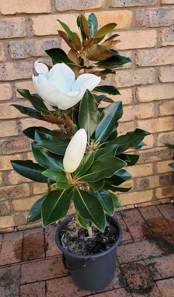 How To Plant A Magnolia Tree, Planting Magnolia Tree, Evergreen Magnolia Tree, Magnolia Tree Care Tips, Propagate Magnolia Tree, Magnolia Tree In Pot, Little Gem Magnolia Tree Landscaping, Magnolia In Pot, Magnolia Tree Front Yard