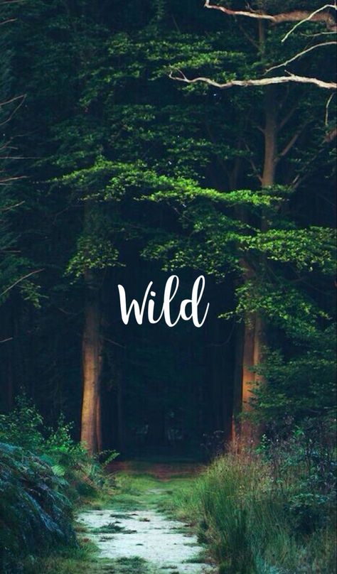 Into The Forest, Travel Umbrella, Travel Wallpaper, Mind Body And Spirit, Trendy Wallpaper, Into The Wild, Adventure Quotes, Trendy Quotes, Wild Nature