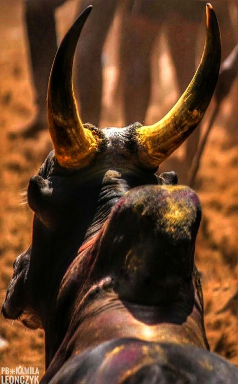 Jallikattu (or sallikkattu), also known as eru thazhuvuthal and manju virattu, is a traditional spectacle in which a Bos indicus bull, such as the Pulikulam or Kangayam breeds,is released into a crowd of people, and multiple human participants attempt to grab the large hump on the bull's back with both arms and hang on to it while the bull attempts to escape. Participants hold the hump for as long as possible, attempting to bring the bull to a stop #India Jallikattu Images Background, Paruthiveeran Images Hd, Kangayam Bull, Kangayam Bull Images, Jallikattu Kaalai Hd Images, Jallikattu Images, Indian Bull Images, Bull Pictures, Bull Images