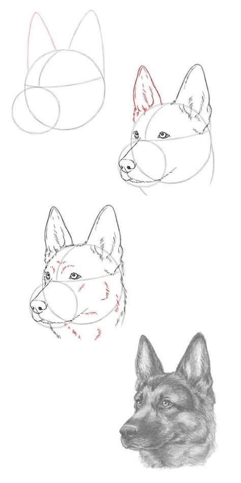 Animals Sketches, Dog Drawing Tutorial, Pencil Drawing Tutorials, Animal Drawings Sketches, Drawing Eyes, Sketches Pencil, Animals Photos, 강아지 그림, Seni Dan Kraf