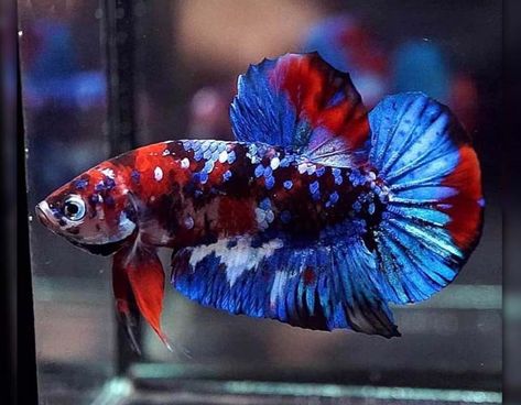 35 Types of Betta Fish: Top Colors, Tails and Most Beautiful Nature, Betta Aquascape, Beautiful Betta Fish, Ikan Laga, Robo Fish, Types Of Betta Fish, Mustard Gas, Koi Betta, Betta Fish Types