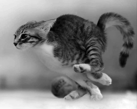 Cat Running Towards Camera, Animals In Motion Photography, Cat Zoomies, Animals Moving, Animals In Motion, Static Nature, Animal Running, Cat Running, Katt Grejer