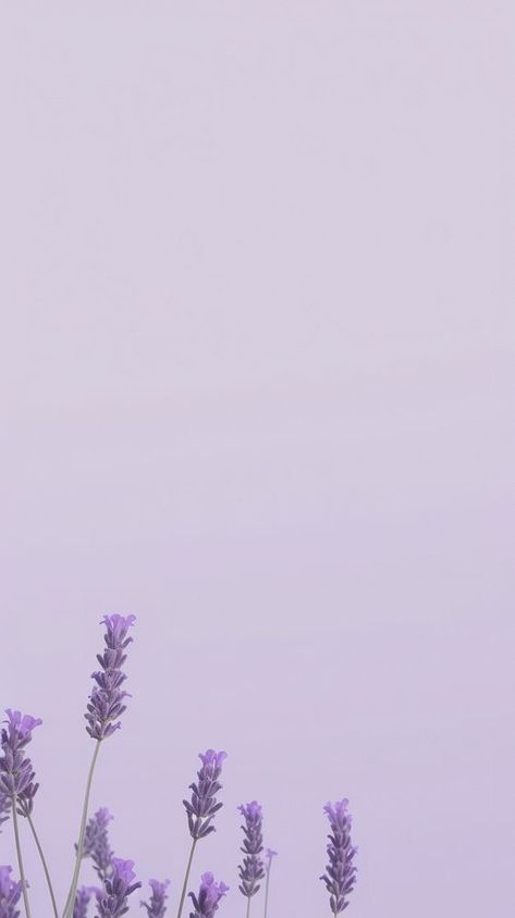 Lavander Backgrounds Aesthetic Plain, Lavender Theme Wallpaper, Perpul Background, Purple Aesthetic Wallpaper For Ipad, Lavender Ipad Wallpaper, Lavender Background Aesthetic, Iphone Wallpaper Plants, Purple Wallpaper Hd, Wallpaper Plants